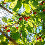 Plasa anti pasari 4x5m din polietilena, verde