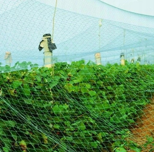 Plasa anti pasari 4x5m din polietilena, verde