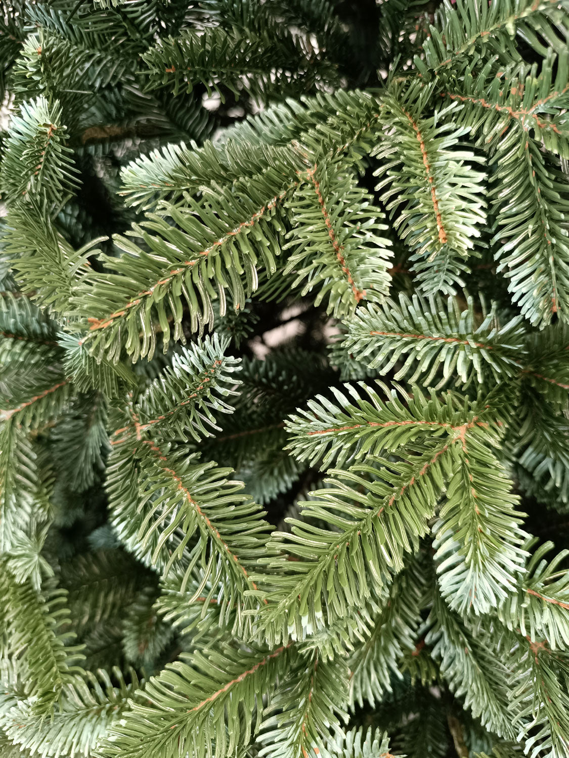 Brad artificial Christmas Deluxe by , Canada argintiu, 3D, 250cm