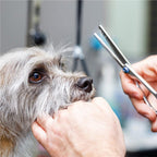 Set de ingrijire pentru animale de companie, cu 4 foarfece pentru tuns si accesorii