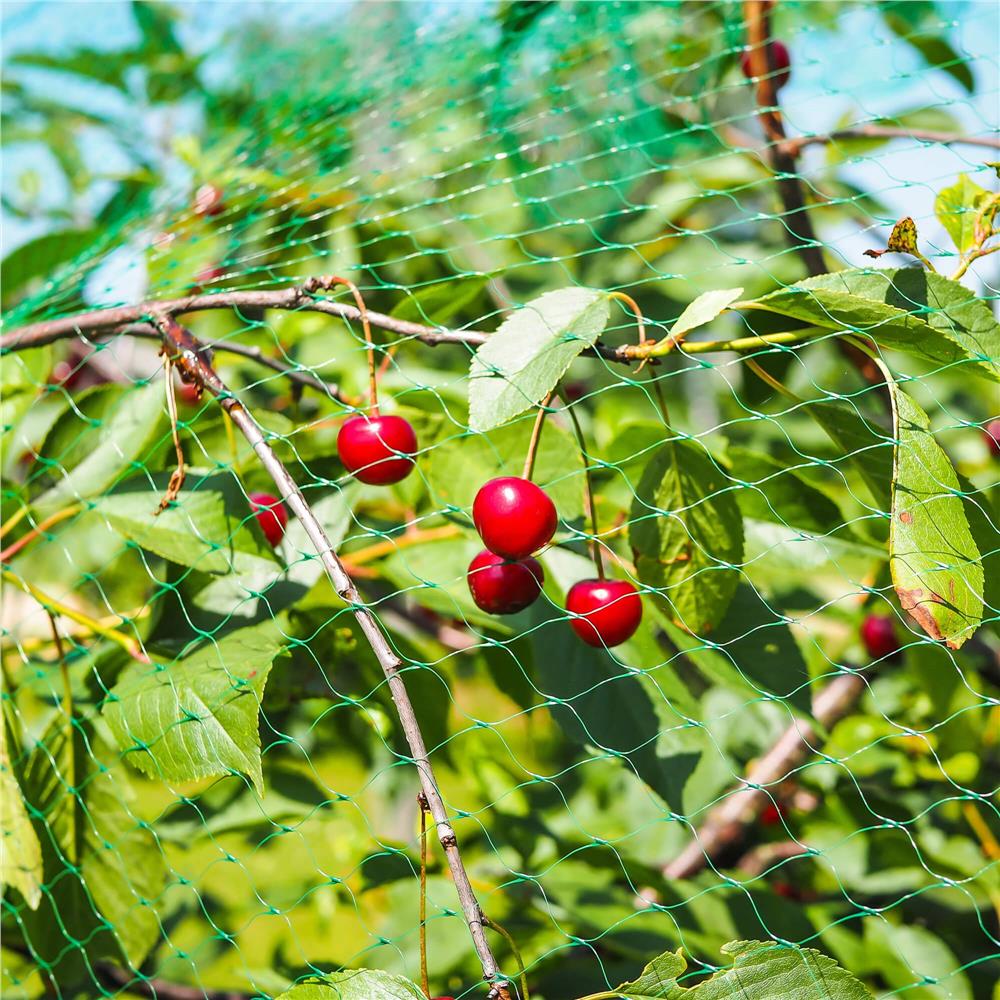 Plasa anti pasari 4x5m din polietilena, verde