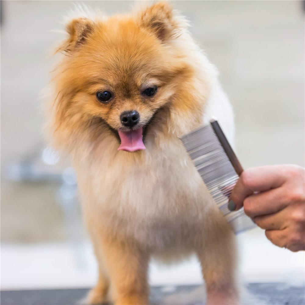 Set de ingrijire pentru animale de companie, cu 4 foarfece pentru tuns si accesorii