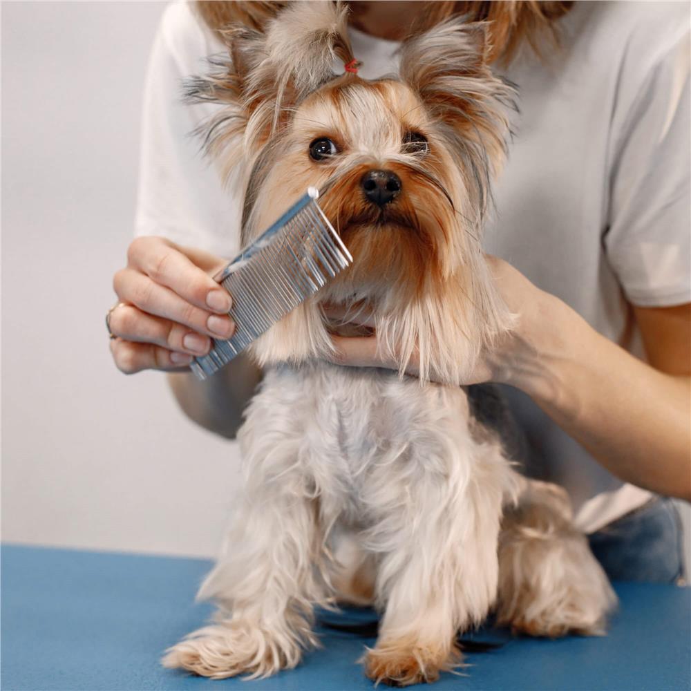 Set de ingrijire pentru animale de companie, cu 4 foarfece pentru tuns si accesorii