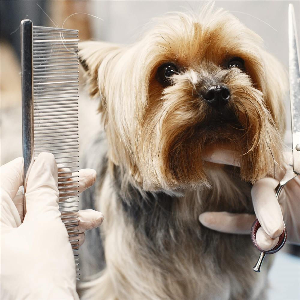 Set de ingrijire pentru animale de companie, cu 4 foarfece pentru tuns si accesorii