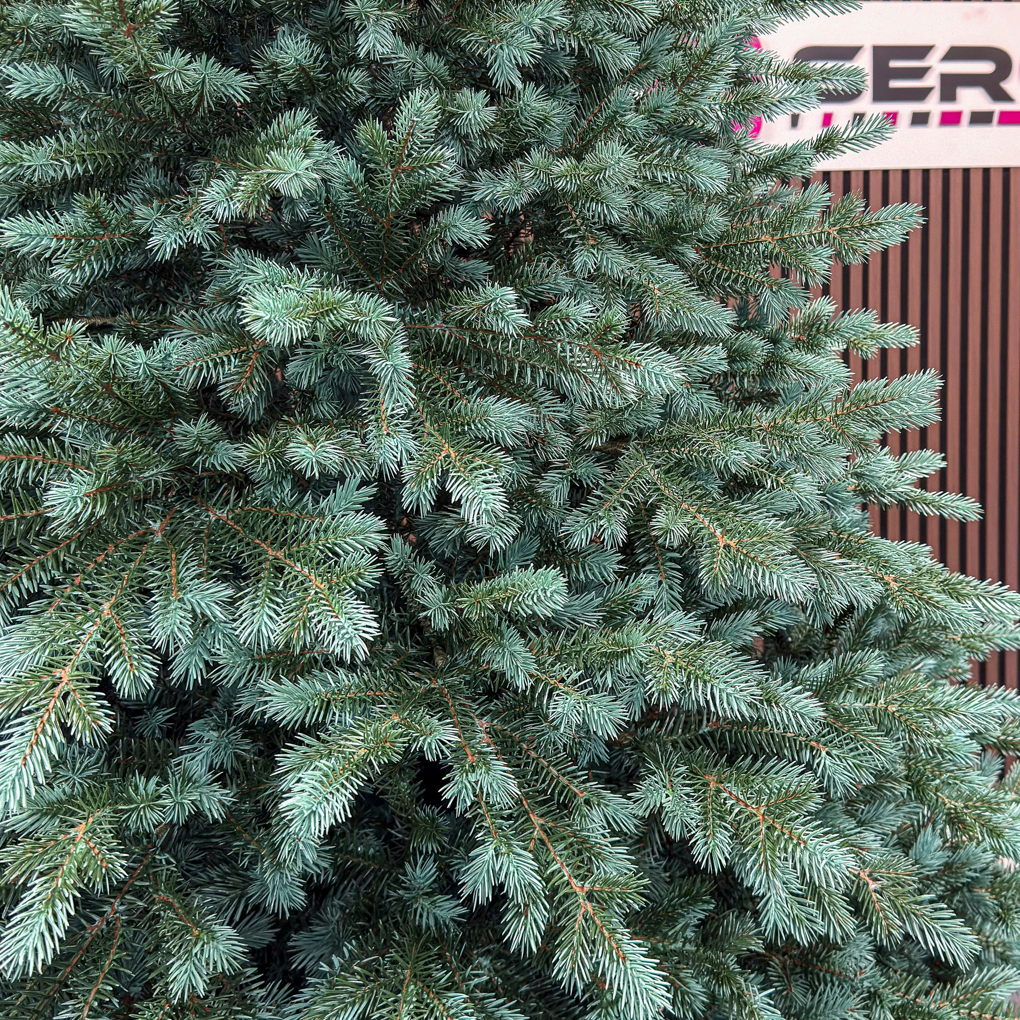 Brad artificial Christmas Deluxe by , Alaska Select verde argintiu, integral 3D, 250 cm