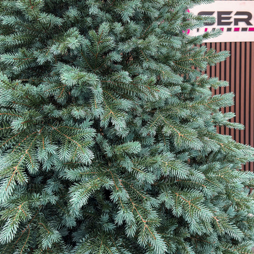 Brad artificial Christmas Deluxe by , Alaska Select verde argintiu, integral 3D, 250 cm