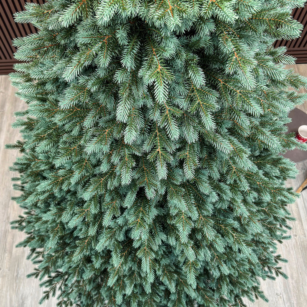 Brad artificial Christmas Deluxe by , Alaska Select verde argintiu, integral 3D, 250 cm