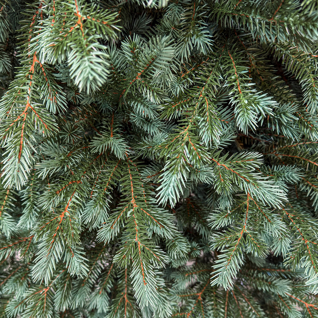 Brad artificial Christmas Deluxe by , Alaska Select verde argintiu, integral 3D, 250 cm