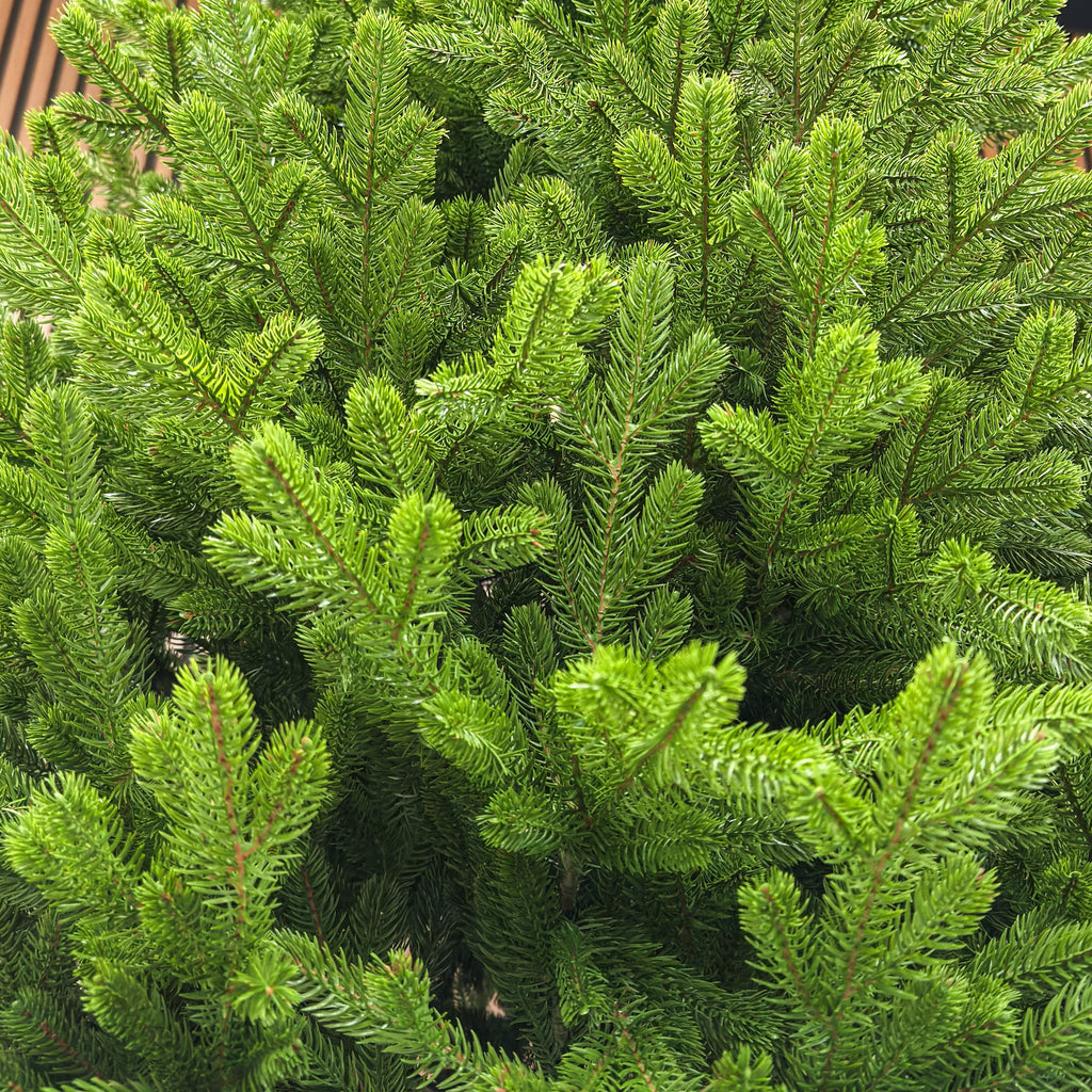 Brad artificial , Alindra Elite, verde, integral 3D, 210 cm