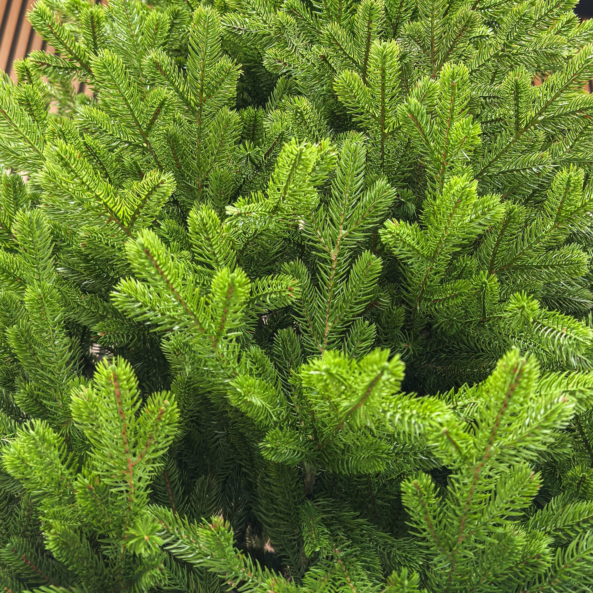 Brad artificial , Alindra Elite, verde, integral 3D, 210 cm