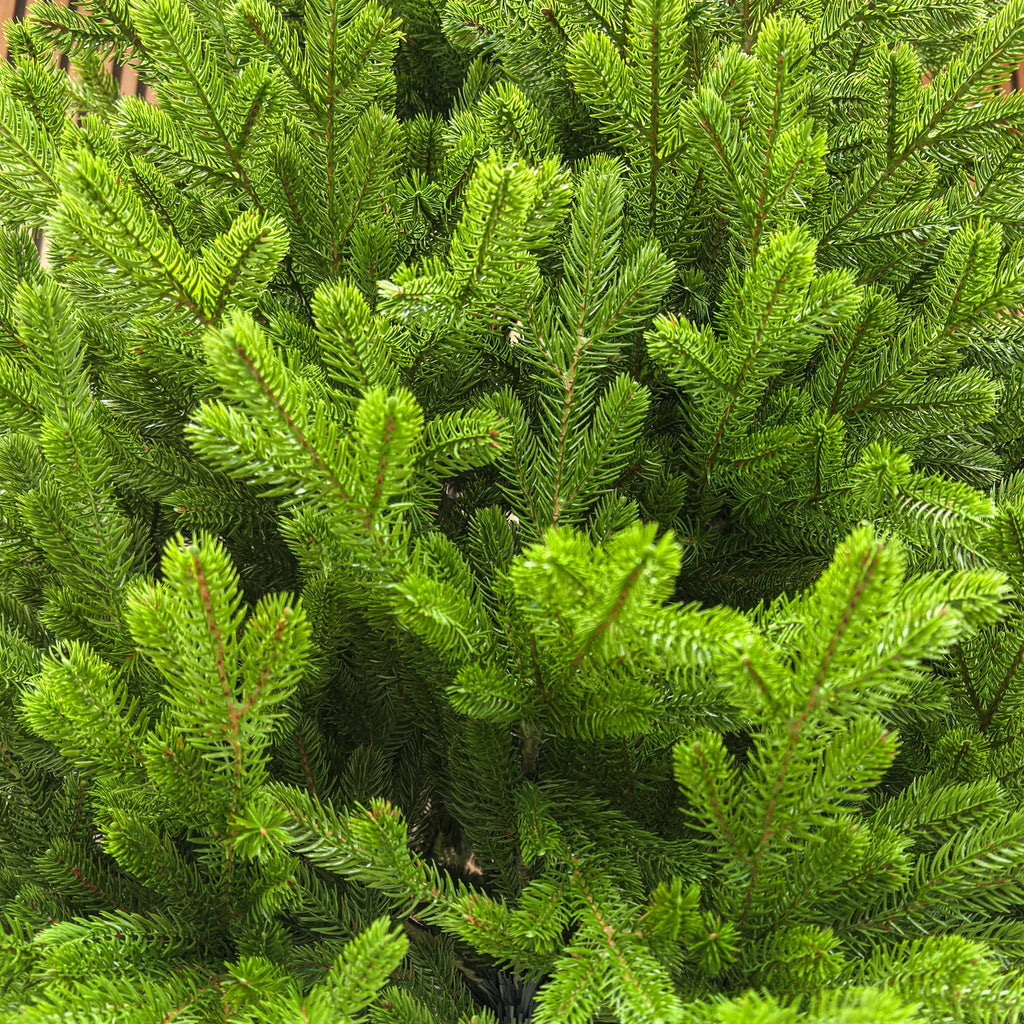 Brad artificial , Alindra Elite, verde, integral 3D, 210 cm