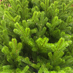 Brad artificial , Alindra Elite, verde, integral 3D, 210 cm