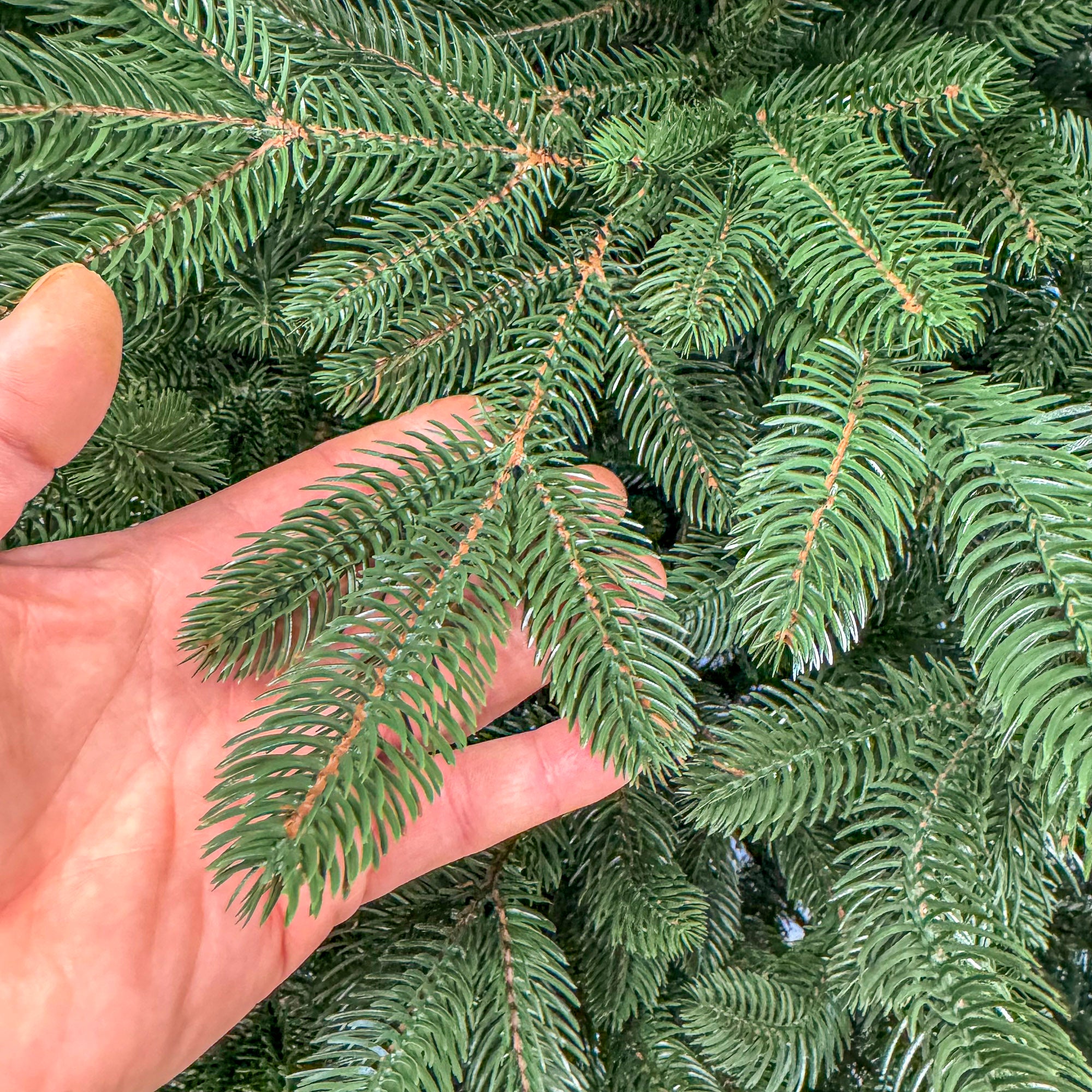 Brad artificial Christmas Deluxe by , Laponia Select, integral 3D, 250 cm