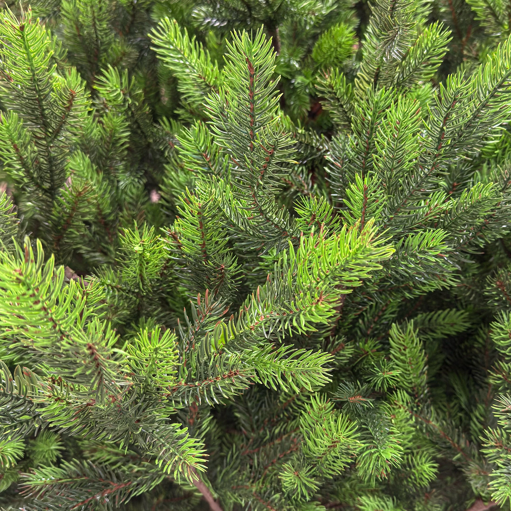 Brad artificial , Hollandia, verde cu varfuri verzi, integral 3D, 210 cm