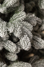 Brad artificial Christmas Deluxe by , Kovalivka Select nins, integral 3D, 230cm