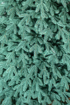 Brad artificial Christmas Deluxe by , Laponia Select argintiu, integral 3D, 230cm