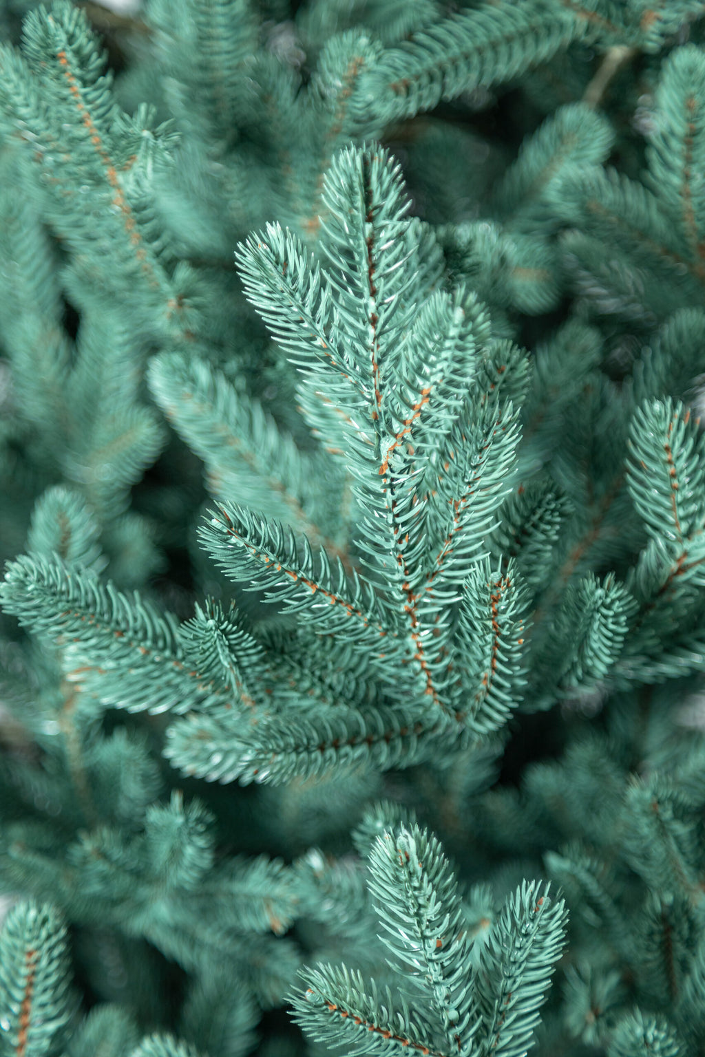 Brad artificial Christmas Deluxe by , Viena Select argintiu, integral 3D, 230cm