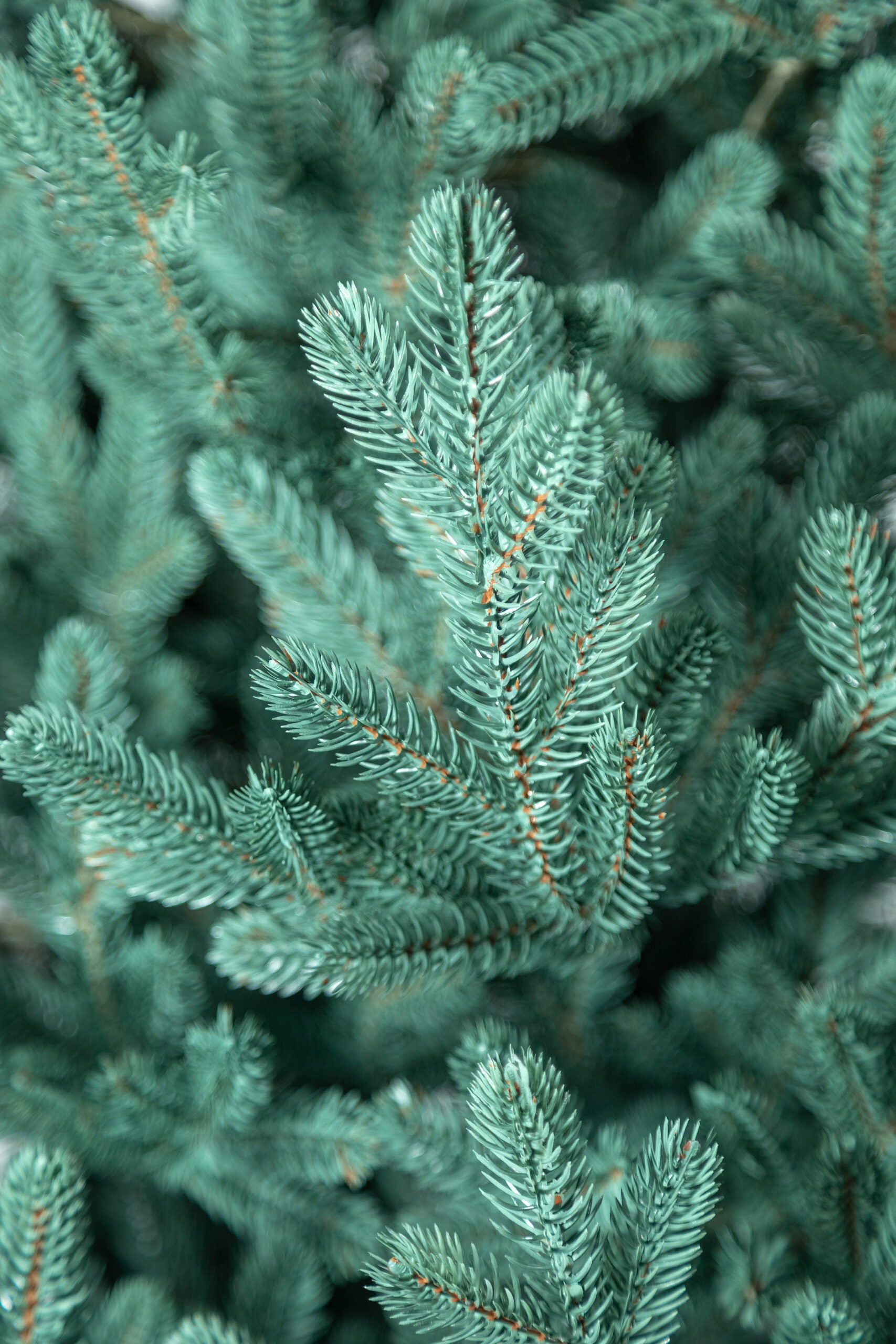 Brad artificial Christmas Deluxe by , Viena Select argintiu, integral 3D, 230cm