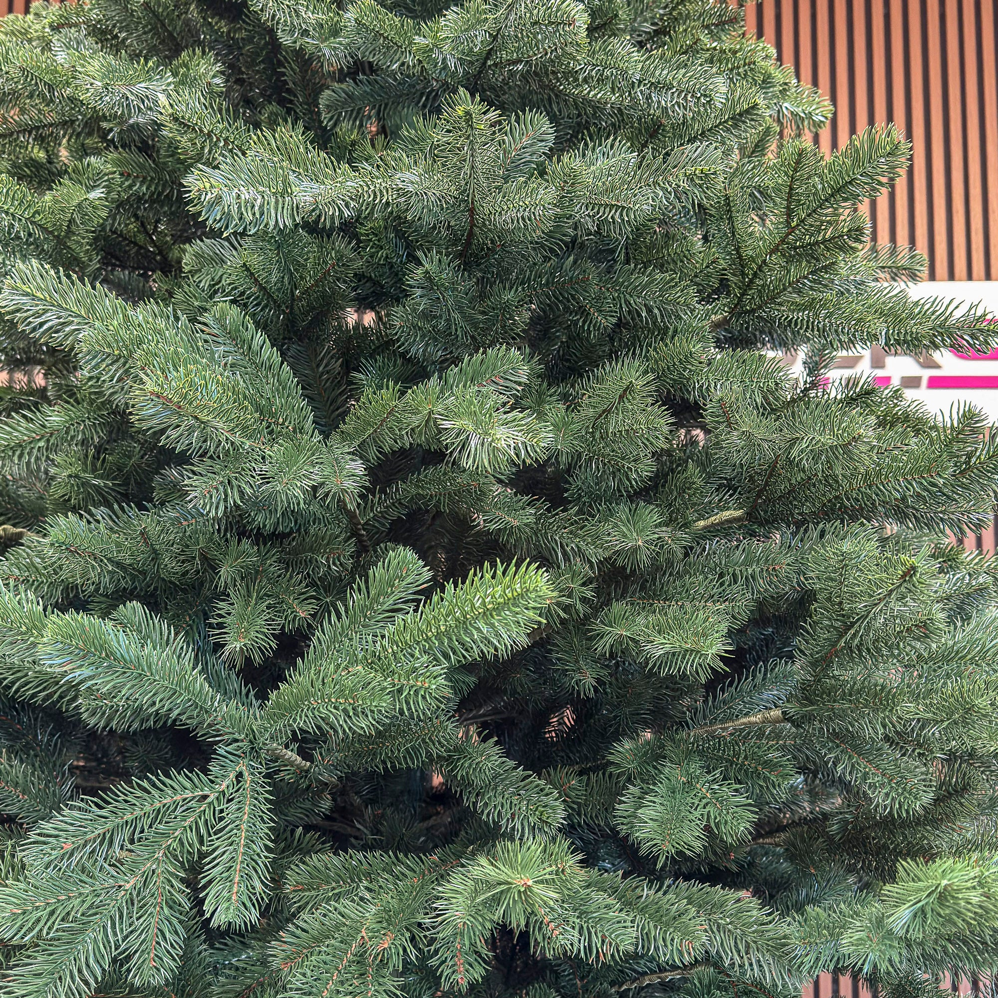 Brad artificial Christmas Deluxe by , Kovalivka Select, integral 3D, 300 cm