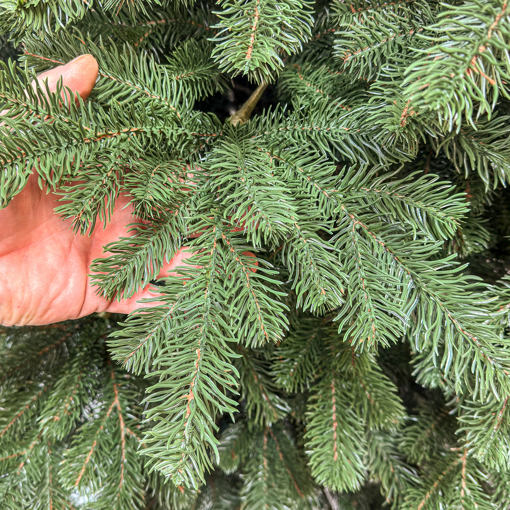 Brad artificial Christmas Deluxe by , Kovalivka Select, integral 3D, 300 cm