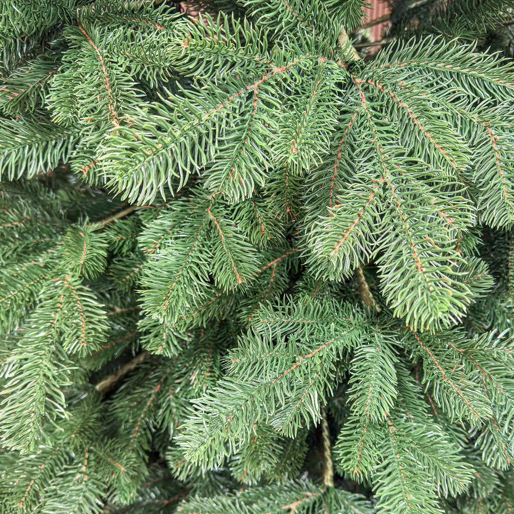 Brad artificial Christmas Deluxe by , Kovalivka Select, integral 3D, 300 cm