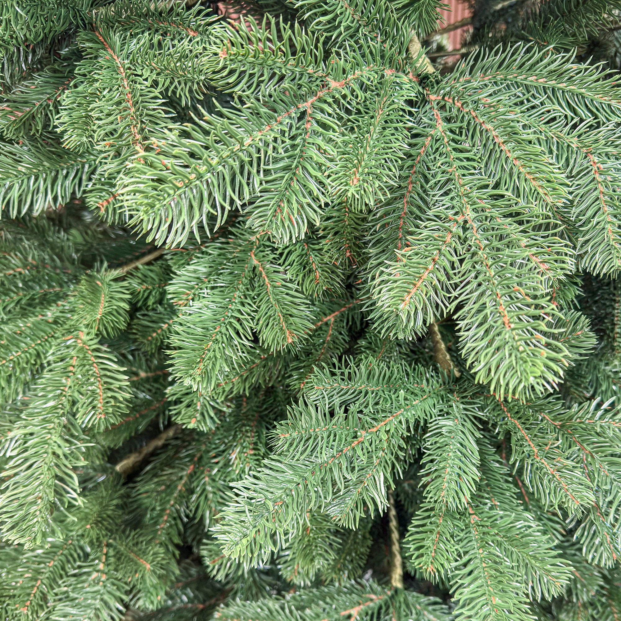 Brad artificial Christmas Deluxe by , Kovalivka Select, integral 3D, 300 cm