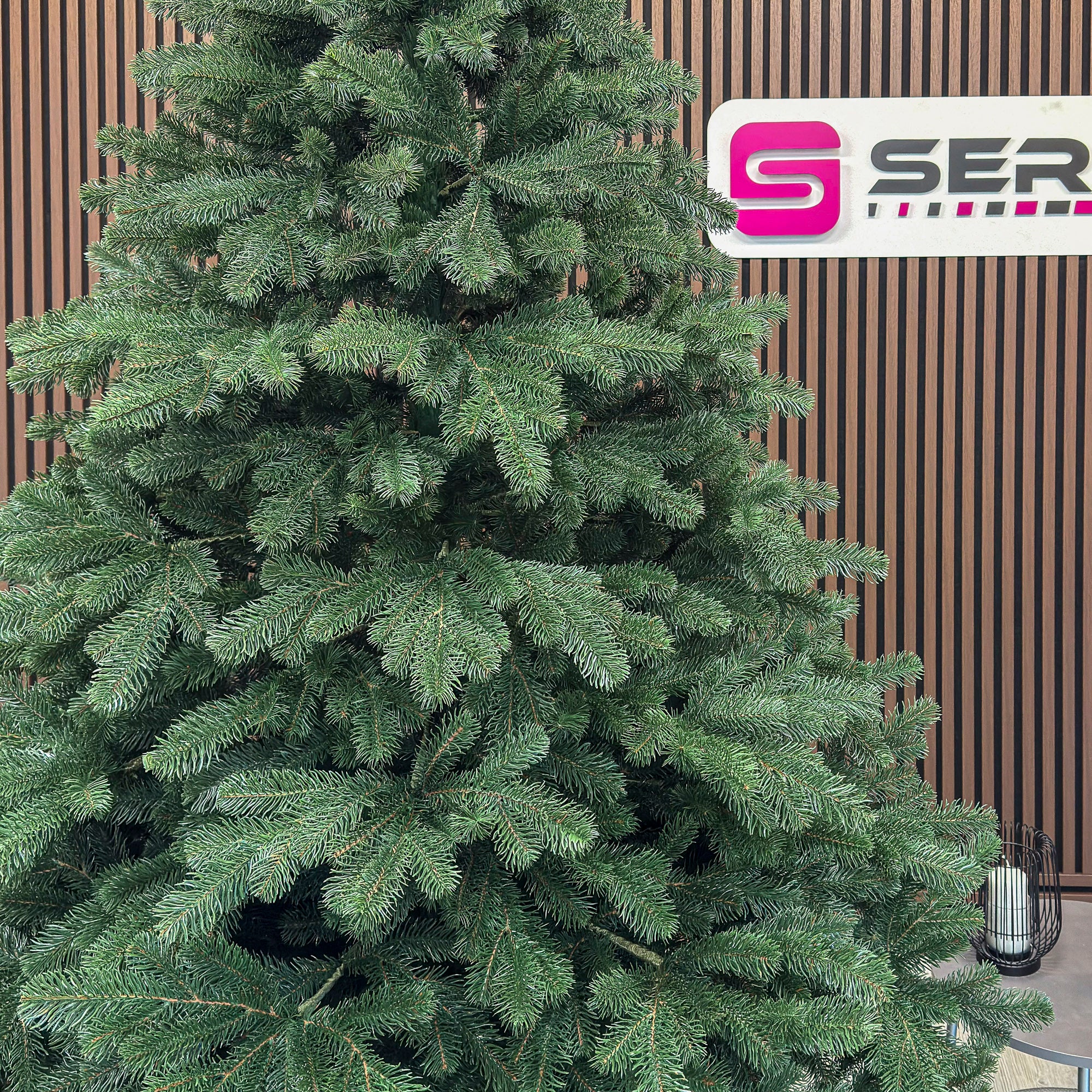 Brad artificial Christmas Deluxe by , Kovalivka Select, integral 3D, 250 cm