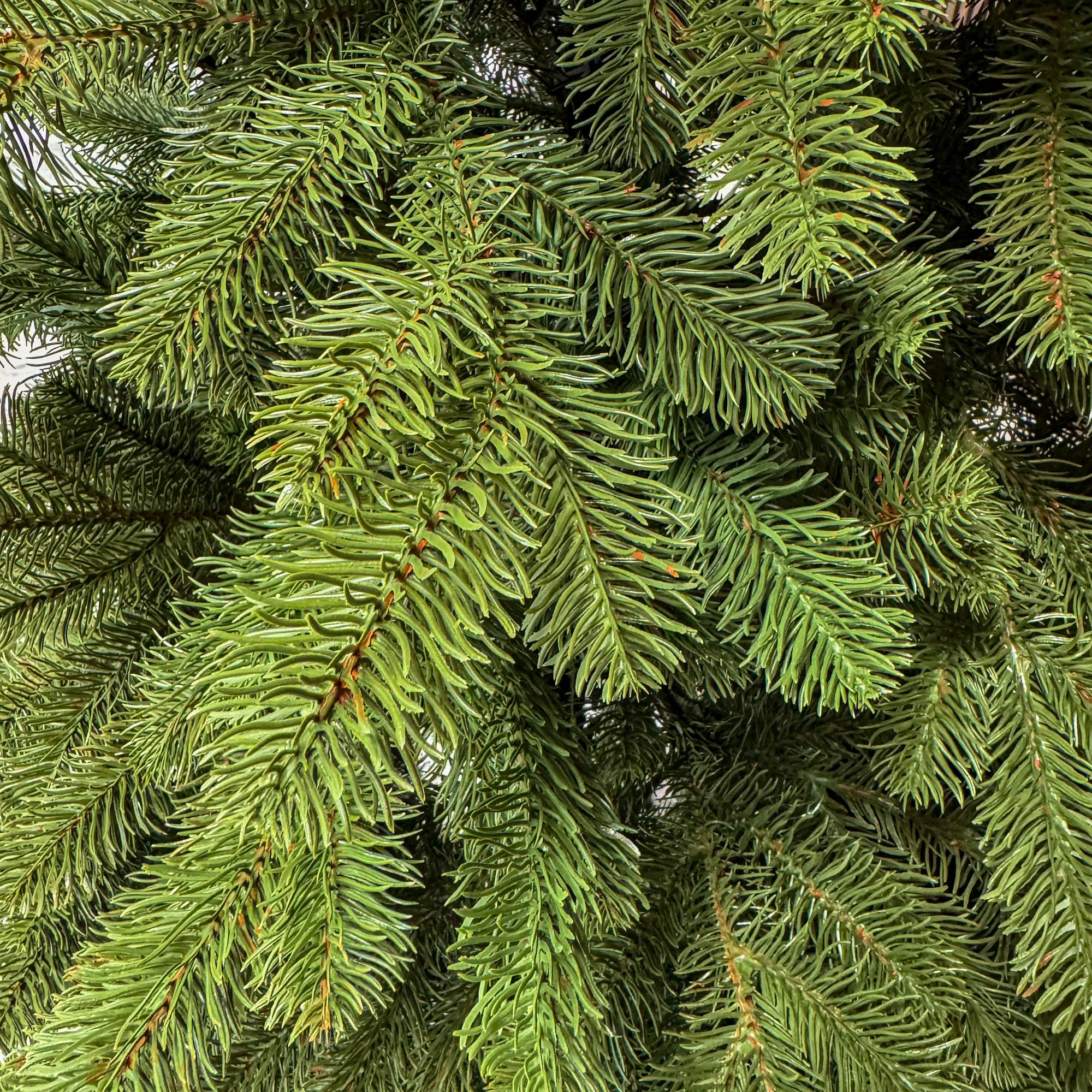 Brad artificial , Silvee Elite, verde, integral 3D, 180 cm