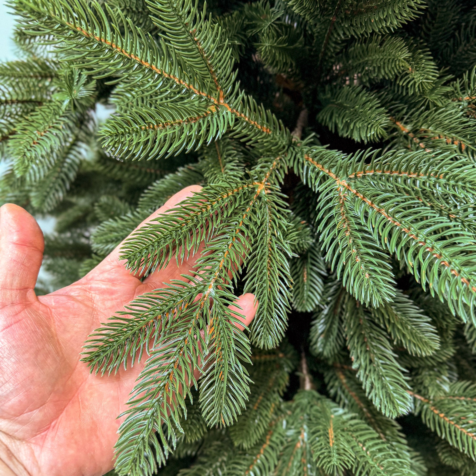 Brad artificial , Sofie Elite, verde, integral 3D, 230 cm