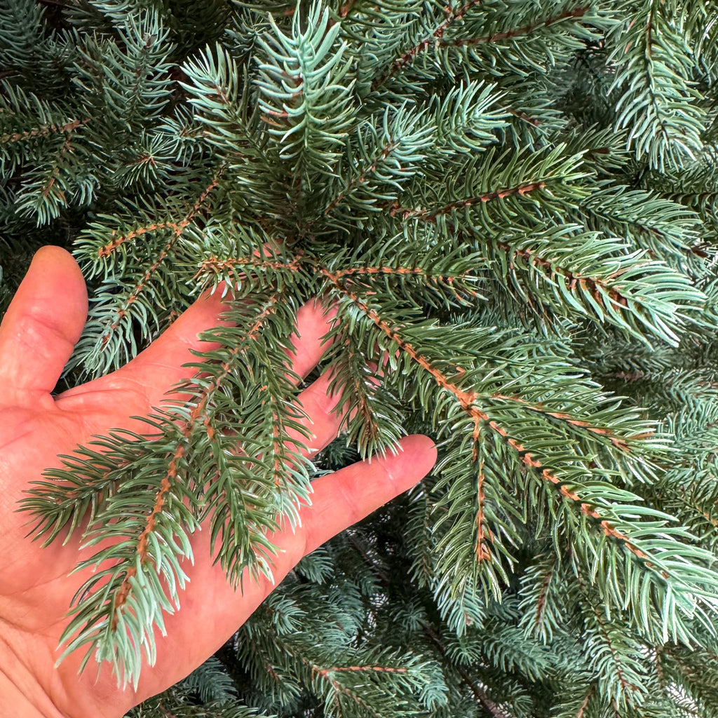 Brad artificial , Hollandia, verde cu varfuri argintii, integral 3D, 230 cm