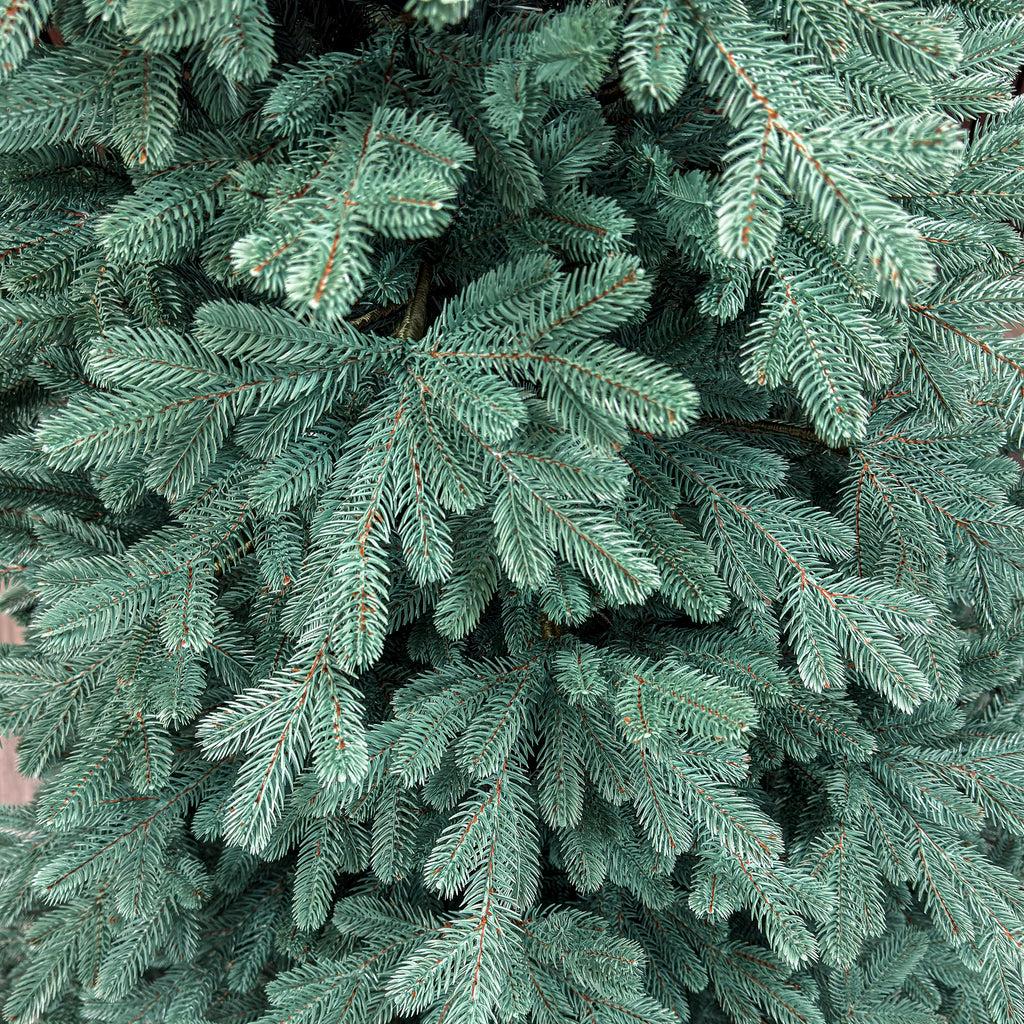 Brad artificial Christmas Deluxe by , Viena Select argintiu, integral 3D, 250 cm