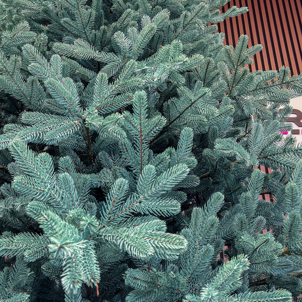 Brad artificial Christmas Deluxe by , Viena Select argintiu, integral 3D, 250 cm