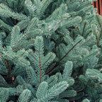 Brad artificial Christmas Deluxe by , Viena Select argintiu, integral 3D, 250 cm