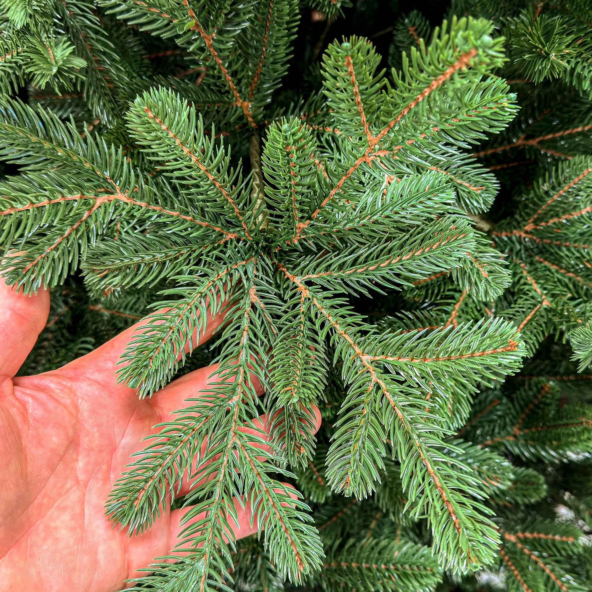 Brad artificial Christmas Deluxe by , Viena Select, integral 3D, 300 cm