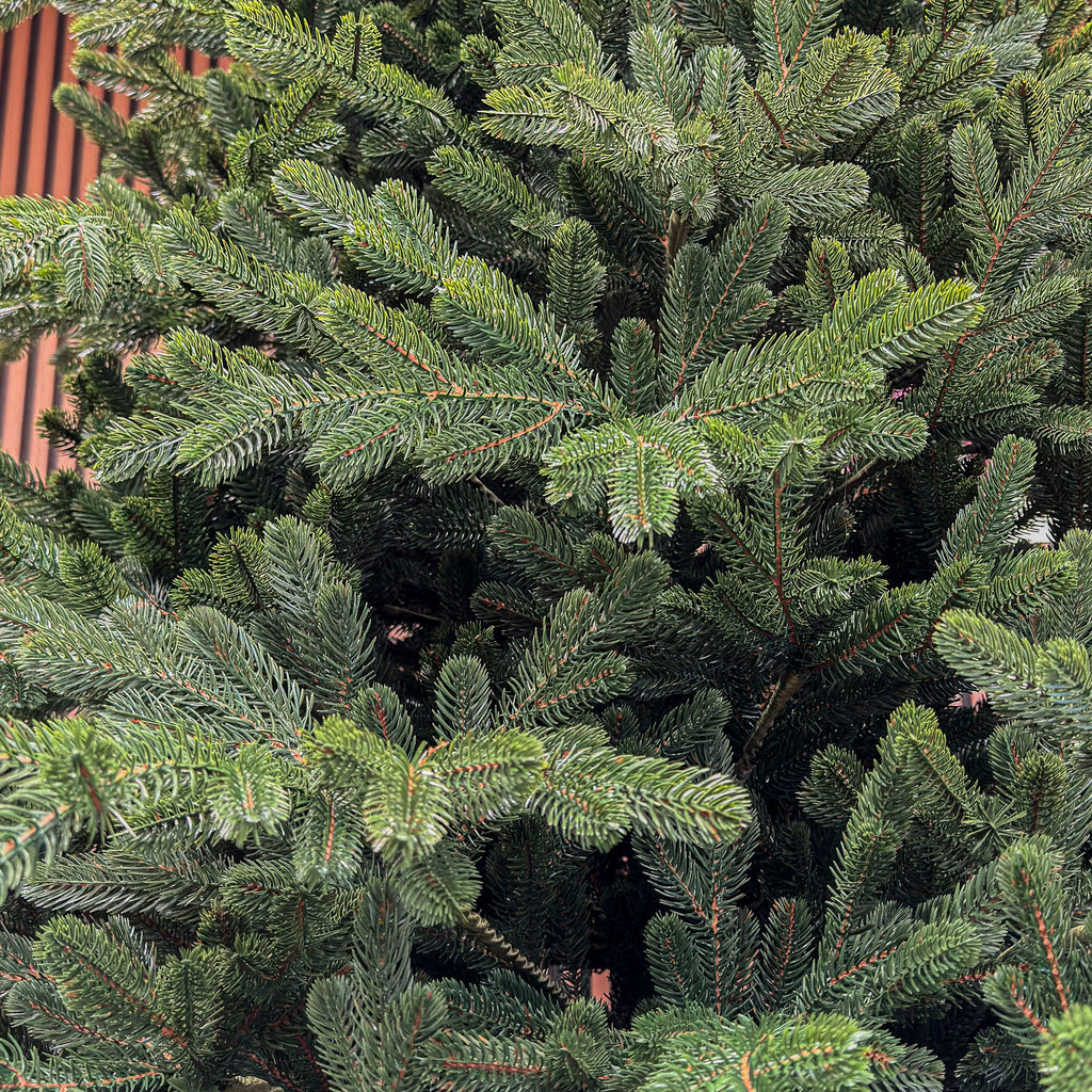 Brad artificial Christmas Deluxe by , Viena Select, integral 3D, 300 cm