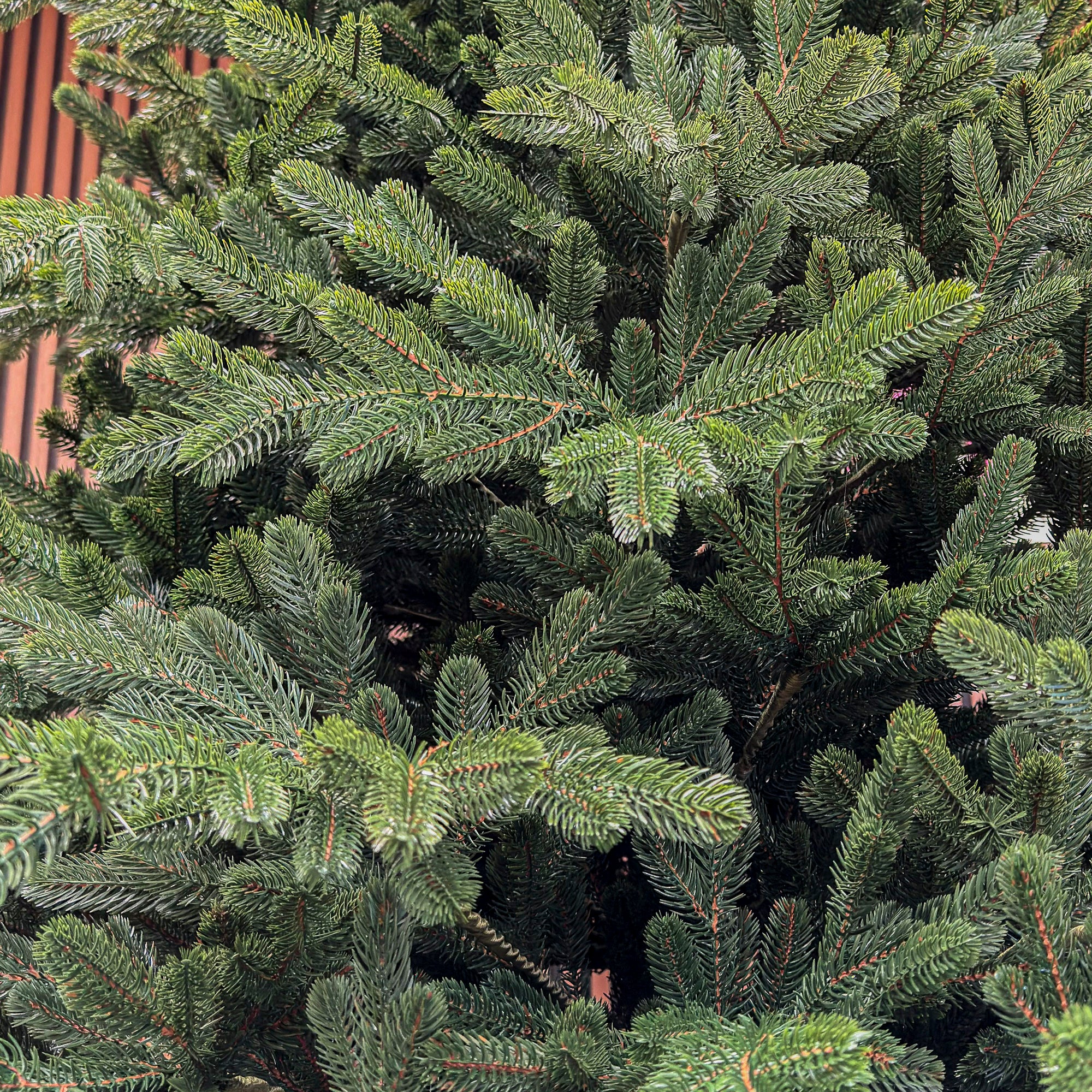 Brad artificial Christmas Deluxe by , Viena Select, integral 3D, 300 cm