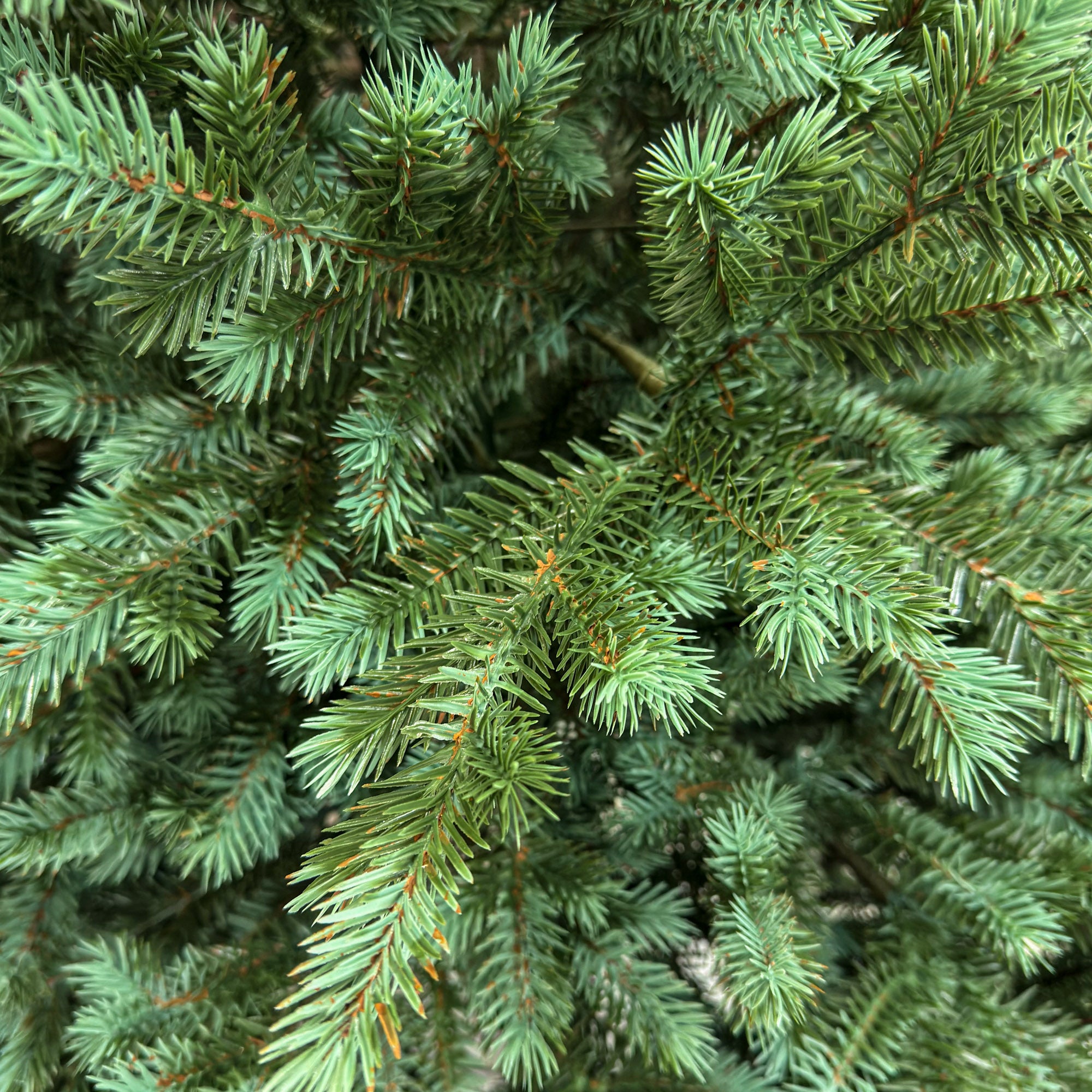 Brad artificial , Scandinavia, verde cu varfuri argintii, integral 3D, 210 cm