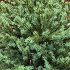 Brad artificial , Scandinavia, verde cu varfuri argintii, integral 3D, 210 cm