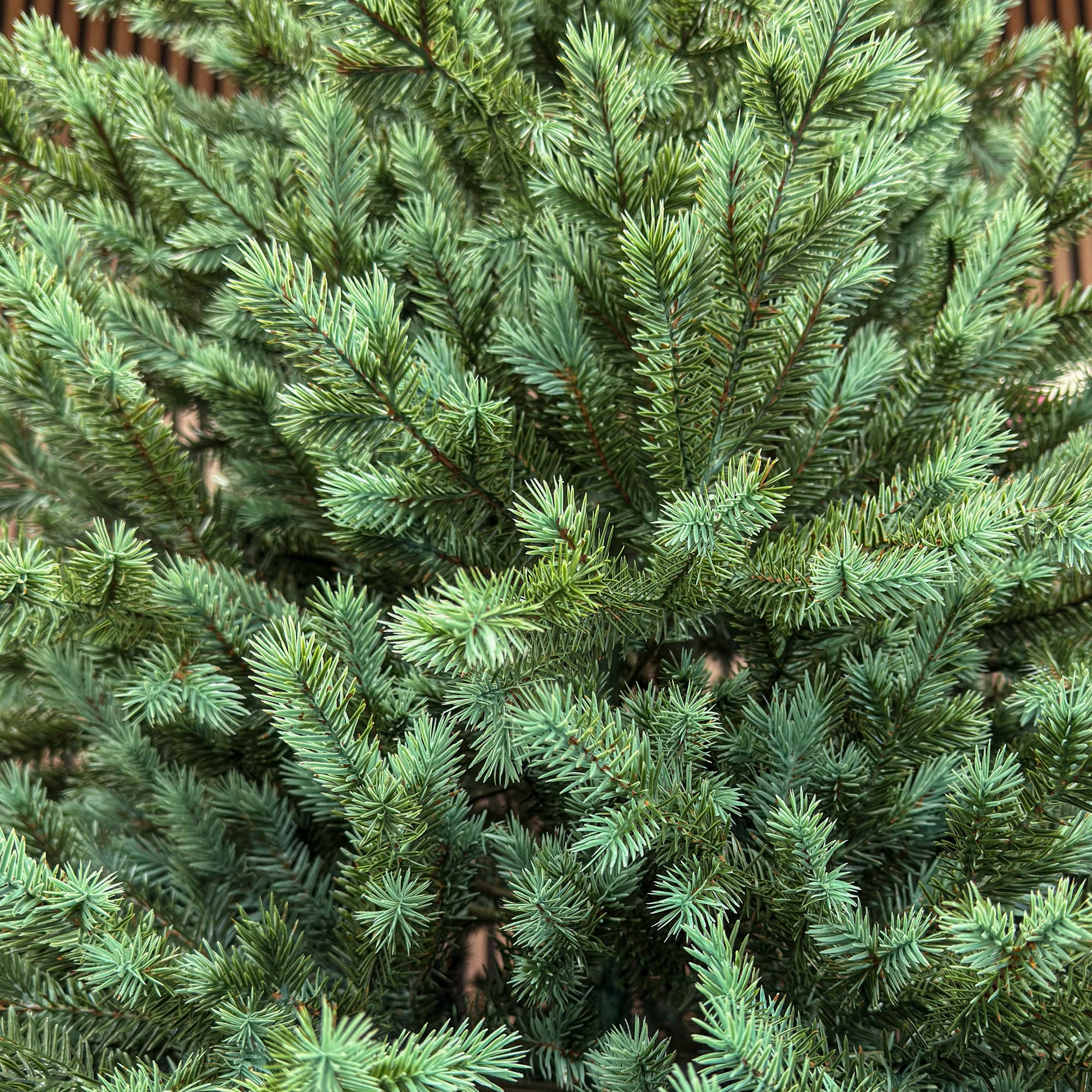 Brad artificial , Scandinavia, verde cu varfuri argintii, integral 3D, 210 cm