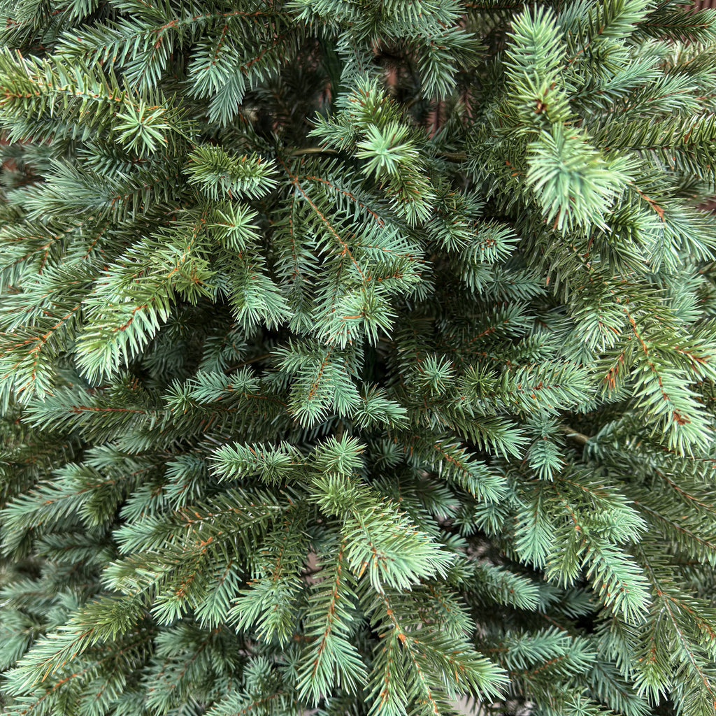 Brad artificial , Scandinavia, verde cu varfuri argintii, integral 3D, 210 cm